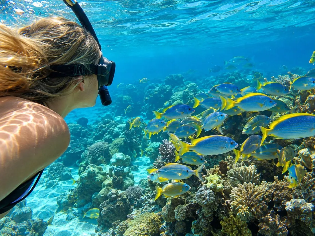 Ein Schnorchler mit Maske beobachtet eine Schule gelber und blauer Riff-Fische über Korallen in Barbados