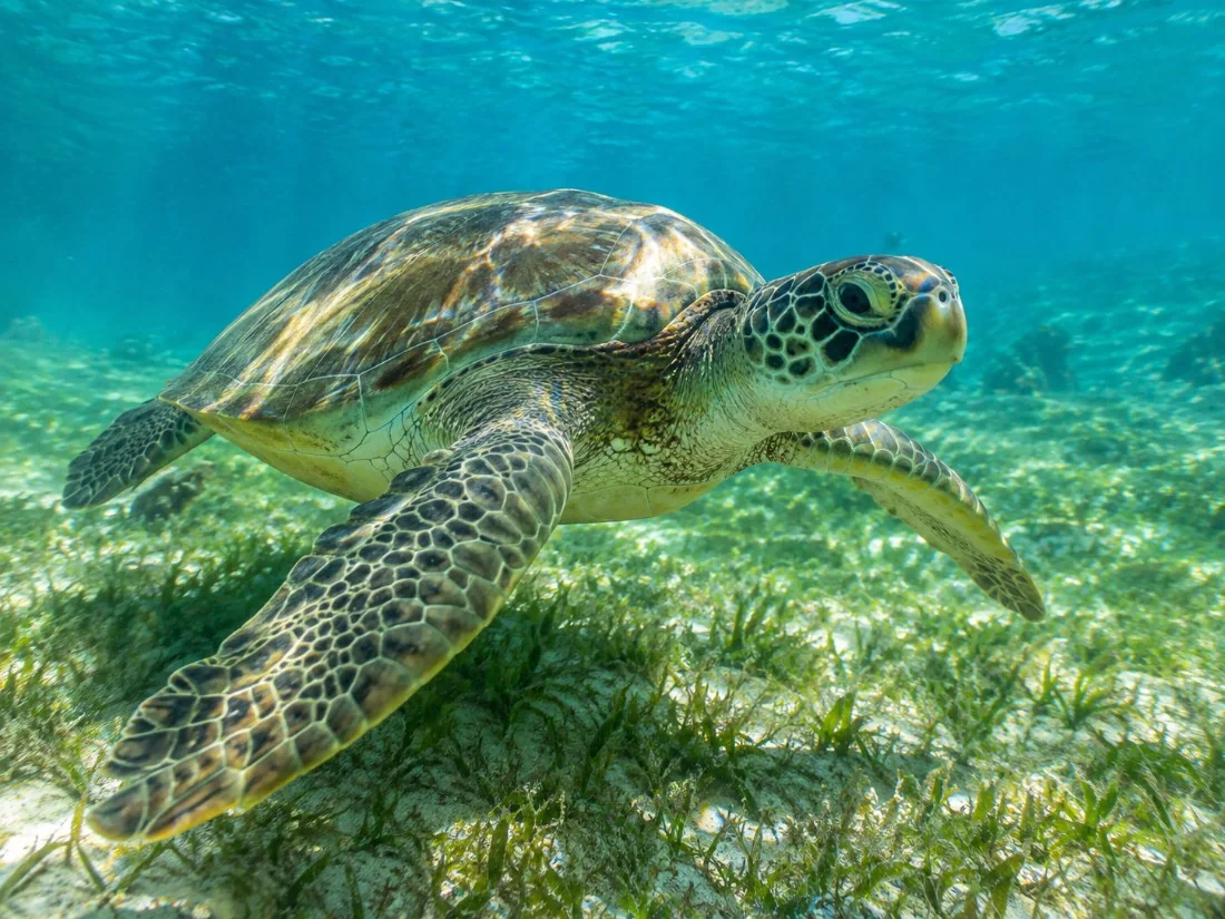 Eine grüne Meeresschildkröte, die über Sand und Seegras im klaren türkisfarbenen Wasser vor der Westküste von Barbados gleitet